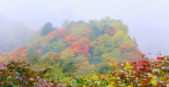 1540540203135017098.png image.png