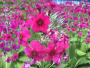 報春花開 美麗自來