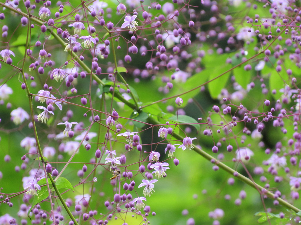 夢(mèng)幻唐松草（西嶺前山）