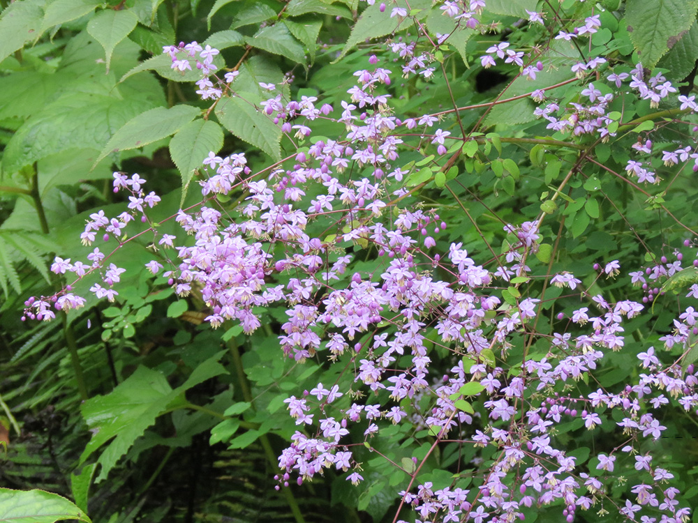 夢(mèng)幻唐松草（西嶺前山）