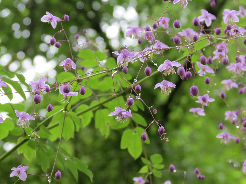 夢(mèng)幻唐松草（西嶺前山）