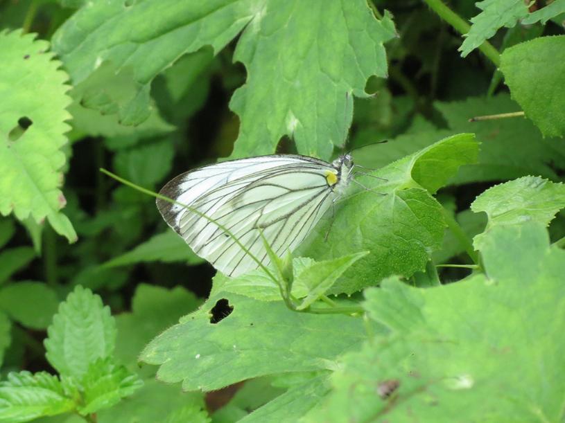 蝴蝶（西嶺前山）